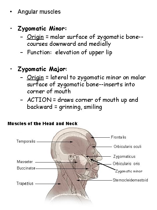  • Angular muscles • Zygomatic Minor: – Origin = malar surface of zygomatic