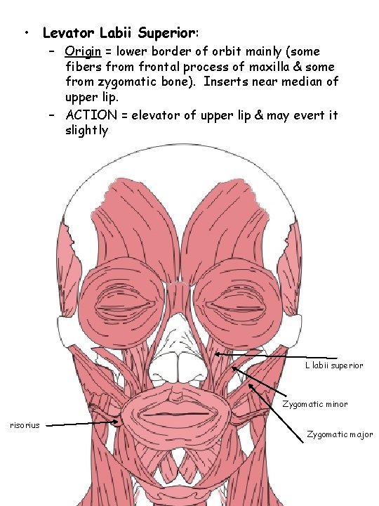  • Levator Labii Superior: – Origin = lower border of orbit mainly (some