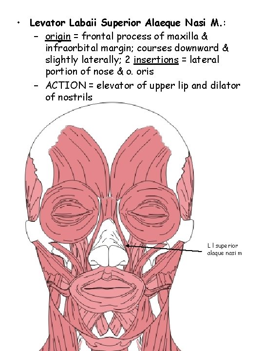  • Levator Labaii Superior Alaeque Nasi M. : – origin = frontal process