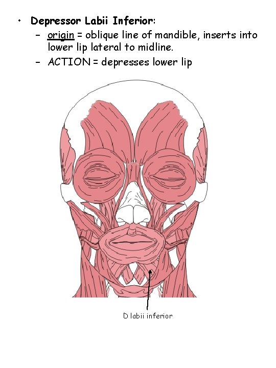  • Depressor Labii Inferior: – origin = oblique line of mandible, inserts into
