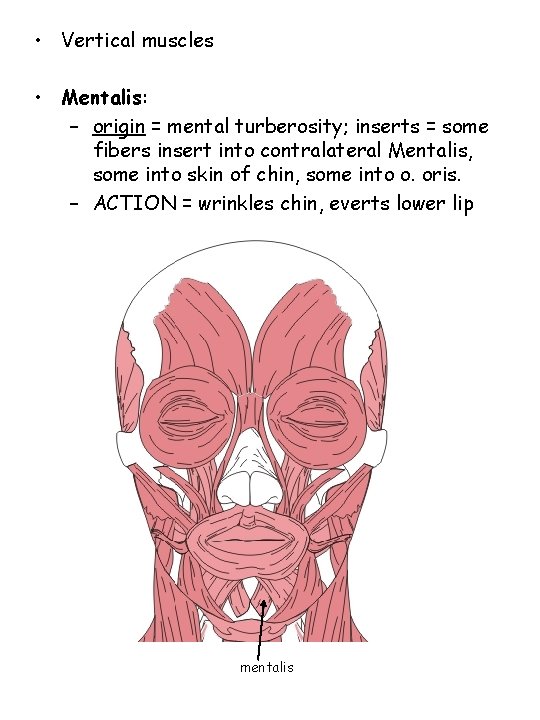  • Vertical muscles • Mentalis: – origin = mental turberosity; inserts = some