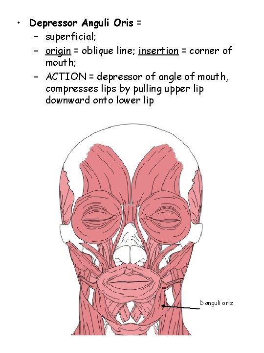  • Depressor Anguli Oris = – superficial; – origin = oblique line; insertion