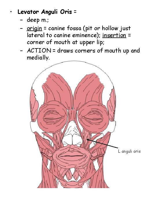  • Levator Anguli Oris = – deep m. ; – origin = canine