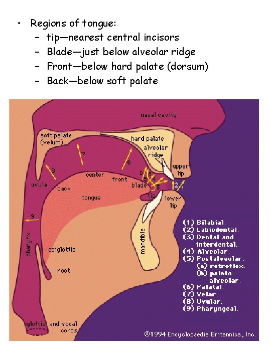  • Regions of tongue: – tip—nearest central incisors – Blade—just below alveolar ridge