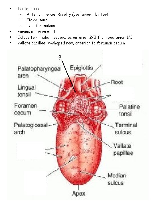 • • Taste buds: – Anterior: sweet & salty (posterior = bitter) –
