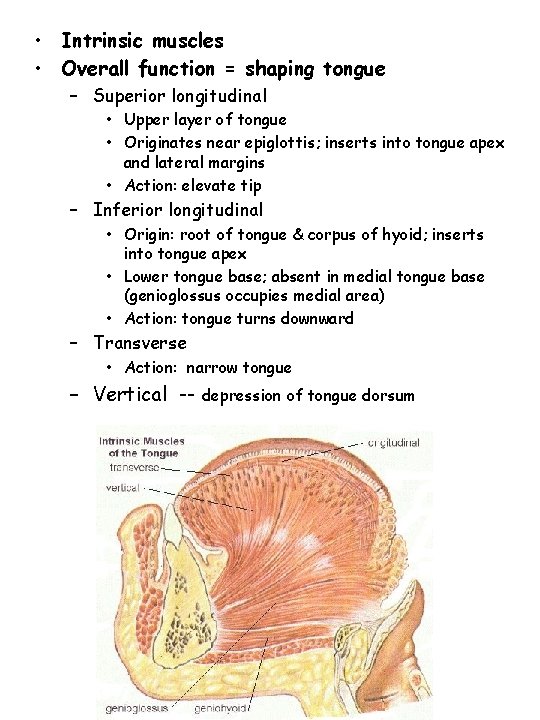  • Intrinsic muscles • Overall function = shaping tongue – Superior longitudinal •