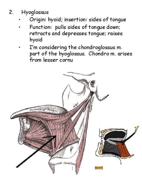 2. Hyoglossus • Origin: hyoid; insertion: sides of tongue • Function: pulls sides of