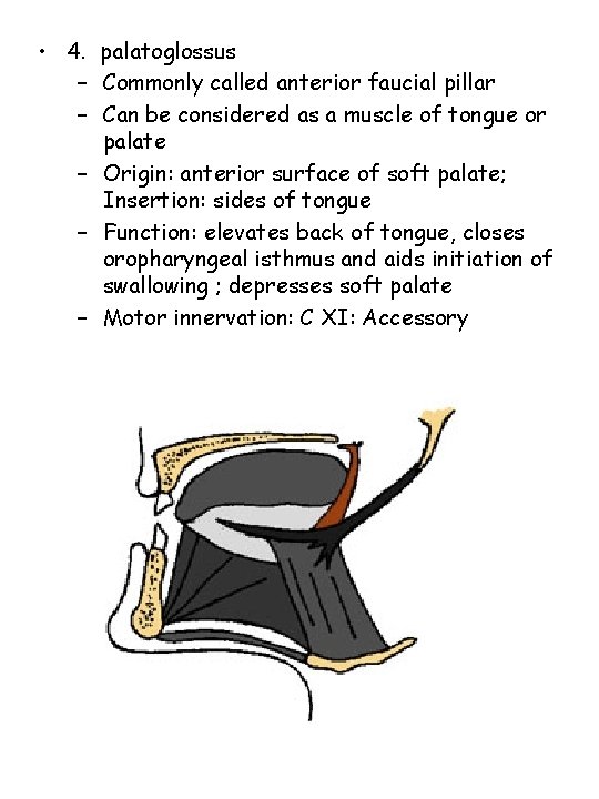  • 4. palatoglossus – Commonly called anterior faucial pillar – Can be considered