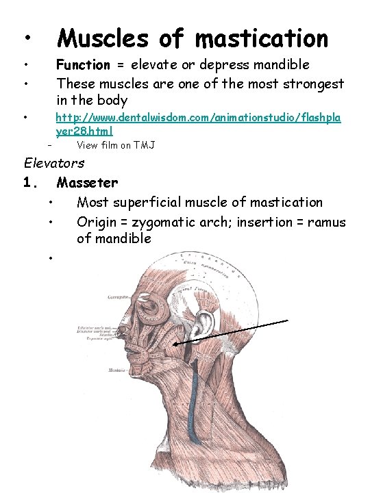  • Muscles of mastication • • Function = elevate or depress mandible These