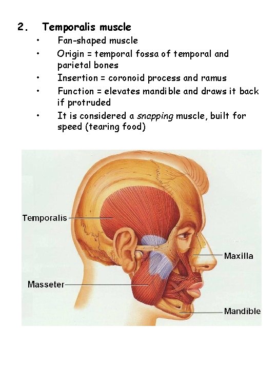 2. Temporalis muscle • • • Fan-shaped muscle Origin = temporal fossa of temporal