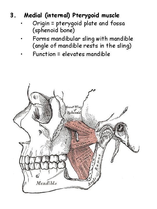 3. Medial (internal) Pterygoid muscle • Origin = pterygoid plate and fossa (sphenoid bone)