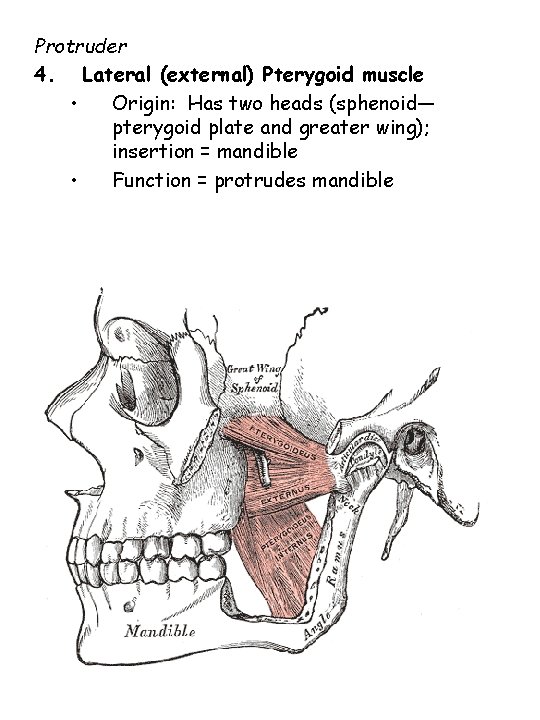 Protruder 4. Lateral (external) Pterygoid muscle • Origin: Has two heads (sphenoid— pterygoid plate