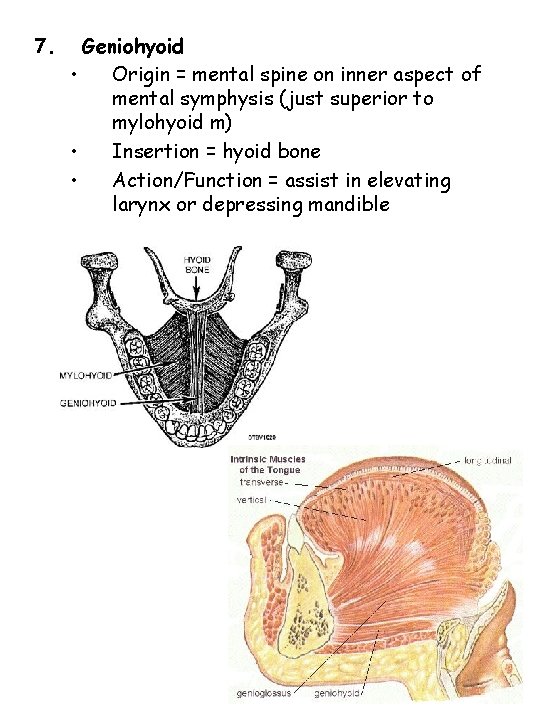 7. Geniohyoid • Origin = mental spine on inner aspect of mental symphysis (just