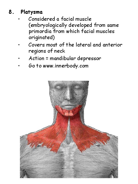 8. Platysma • Considered a facial muscle (embryologically developed from same primordia from which