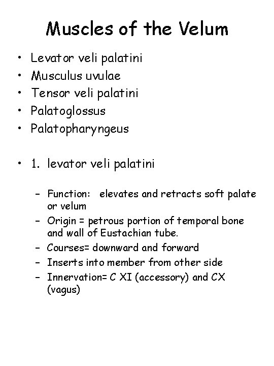 Muscles of the Velum • • • Levator veli palatini Musculus uvulae Tensor veli