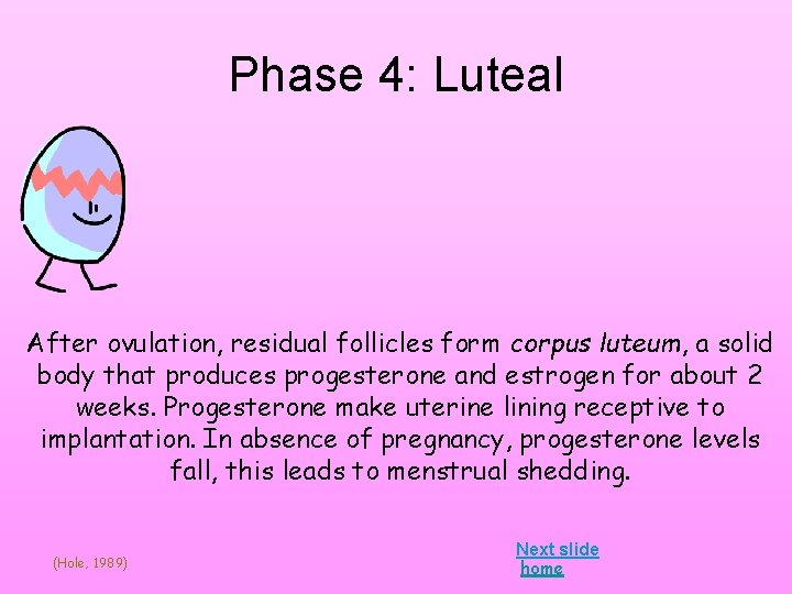 Phase 4: Luteal After ovulation, residual follicles form corpus luteum, a solid body that Phase 4: Luteal After ovulation, residual follicles form corpus luteum, a solid body that