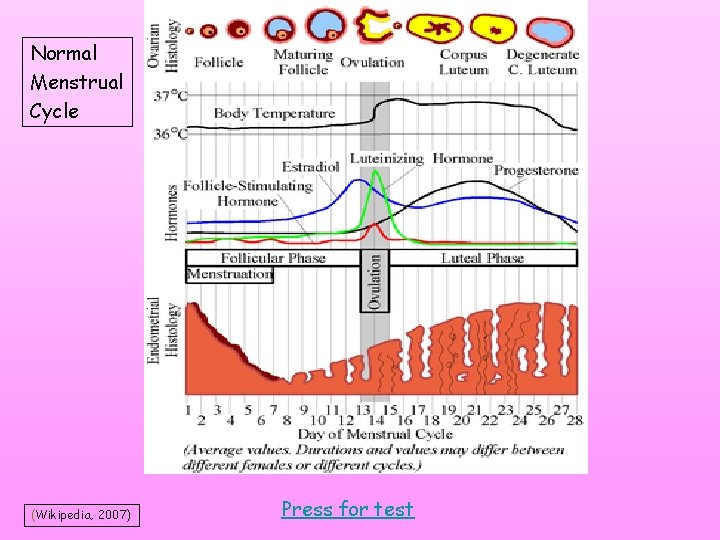 Normal Menstrual Cycle (Wikipedia, 2007) Press for test Normal Menstrual Cycle (Wikipedia, 2007) Press for test