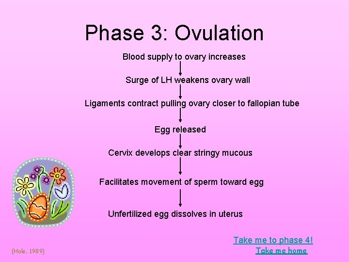 Phase 3: Ovulation Blood supply to ovary increases Surge of LH weakens ovary wall Phase 3: Ovulation Blood supply to ovary increases Surge of LH weakens ovary wall