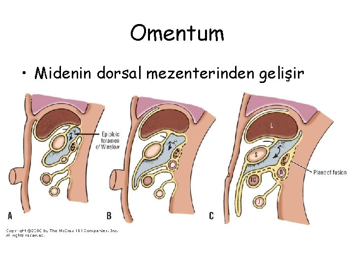 Omentum • Midenin dorsal mezenterinden gelişir 