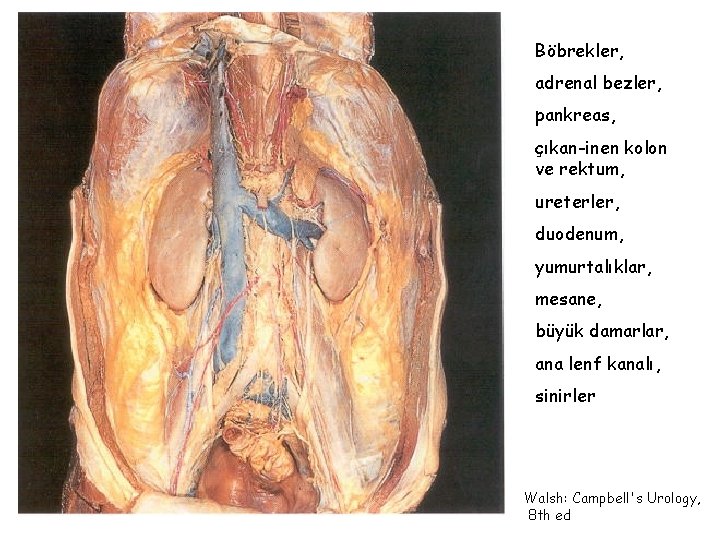 Böbrekler, adrenal bezler, pankreas, çıkan-inen kolon ve rektum, ureterler, duodenum, yumurtalıklar, mesane, büyük damarlar,