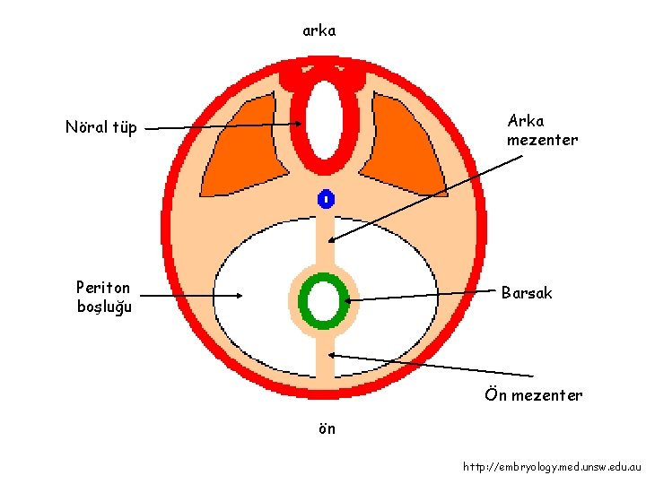 arka Arka mezenter Nöral tüp Periton boşluğu Barsak Ön mezenter ön http: //embryology. med.