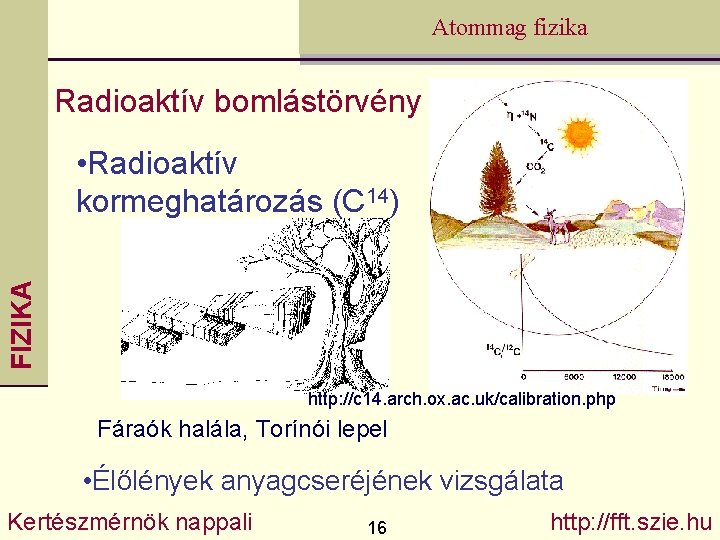 Atommag fizika Radioaktív bomlástörvény FIZIKA • Radioaktív kormeghatározás (C 14) http: //c 14. arch.