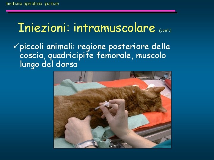 medicina operatoria -punture Iniezioni: intramuscolare (cont. ) üpiccoli animali: regione posteriore della coscia, quadricipite