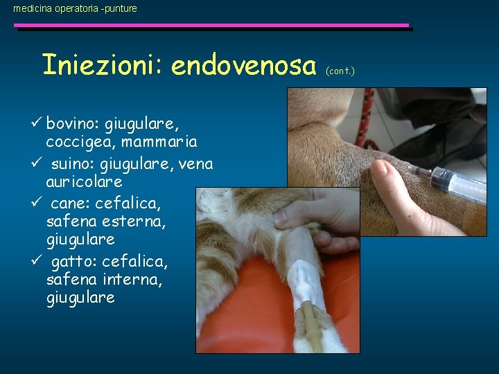 medicina operatoria -punture Iniezioni: endovenosa ü bovino: giugulare, coccigea, mammaria ü suino: giugulare, vena