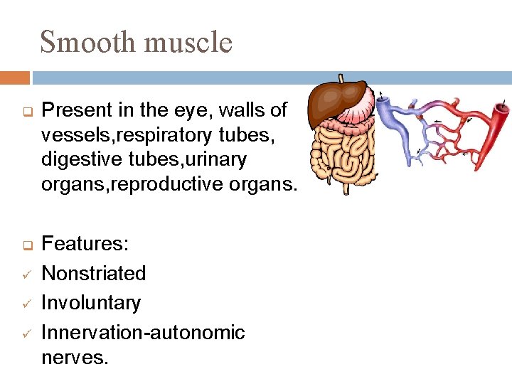 Smooth muscle q q ü ü ü Present in the eye, walls of vessels,