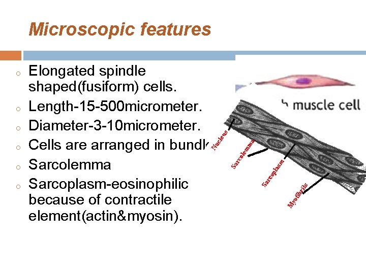 Microscopic features o o o Elongated spindle shaped(fusiform) cells. Length-15 -500 micrometer. Diameter-3 -10