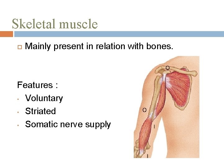 Skeletal muscle Mainly present in relation with bones. Features : • Voluntary • Striated
