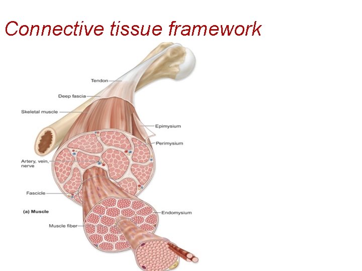 Connective tissue framework 
