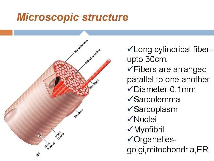 Microscopic structure üLong cylindrical fiberupto 30 cm. üFibers are arranged parallel to one another.