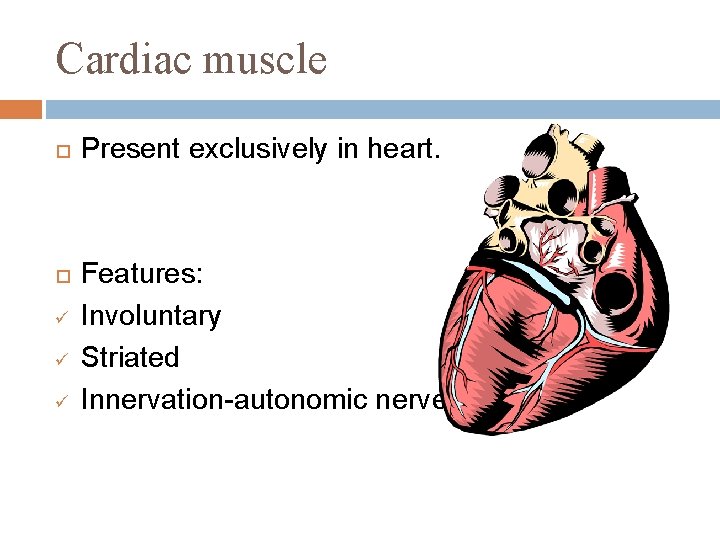 Cardiac muscle ü ü ü Present exclusively in heart. Features: Involuntary Striated Innervation-autonomic nerves.