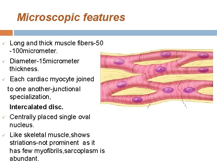 Microscopic features ü ü ü Long and thick muscle fibers-50 -100 micrometer. Diameter-15 micrometer