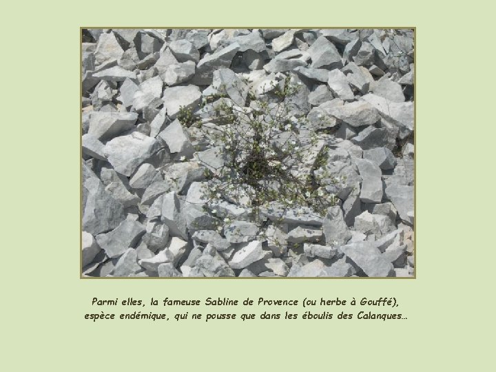 Parmi elles, la fameuse Sabline de Provence (ou herbe à Gouffé), espèce endémique, qui