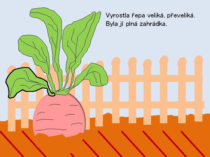 Vyrostla řepa veliká, převeliká. Byla jí plná zahrádka. 