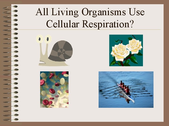 All Living Organisms Use Cellular Respiration? 