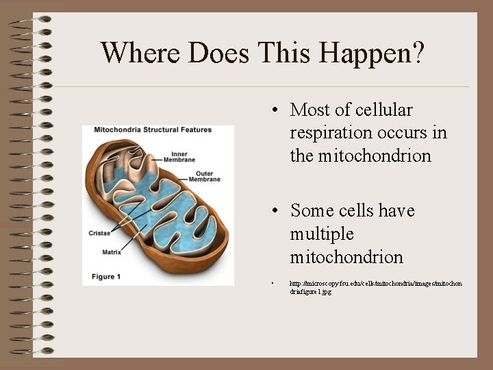 Where Does This Happen? • Most of cellular respiration occurs in the mitochondrion •