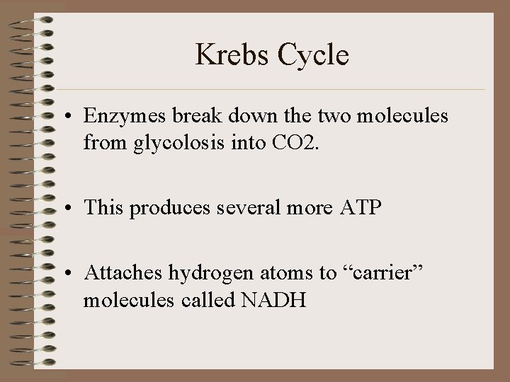 Krebs Cycle • Enzymes break down the two molecules from glycolosis into CO 2.