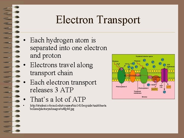 Electron Transport • Each hydrogen atom is separated into one electron and proton •