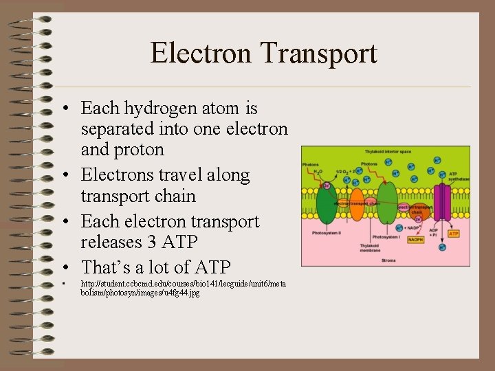 Electron Transport • Each hydrogen atom is separated into one electron and proton •