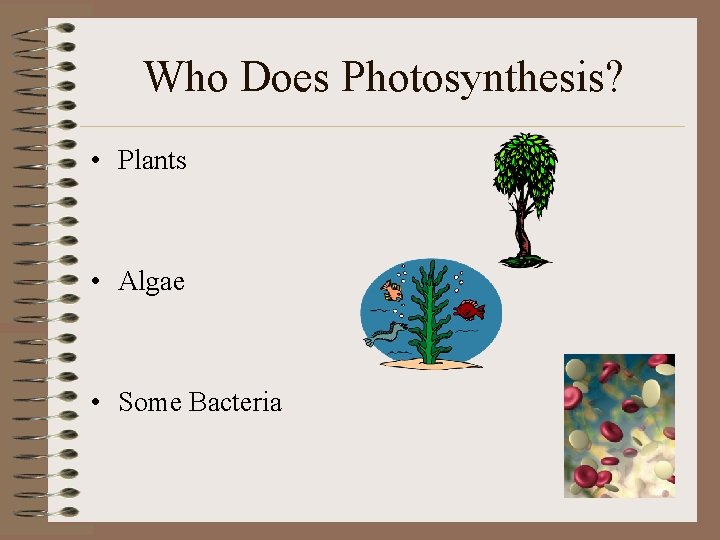 Who Does Photosynthesis? • Plants • Algae • Some Bacteria 