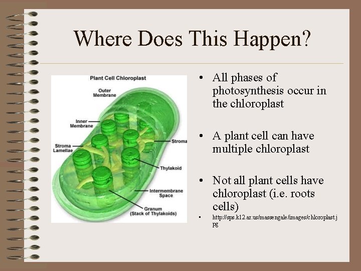 Where Does This Happen? • All phases of photosynthesis occur in the chloroplast •