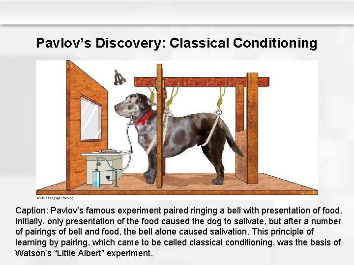 Pavlov’s Discovery: Classical Conditioning Caption: Pavlov’s famous experiment paired ringing a bell with presentation