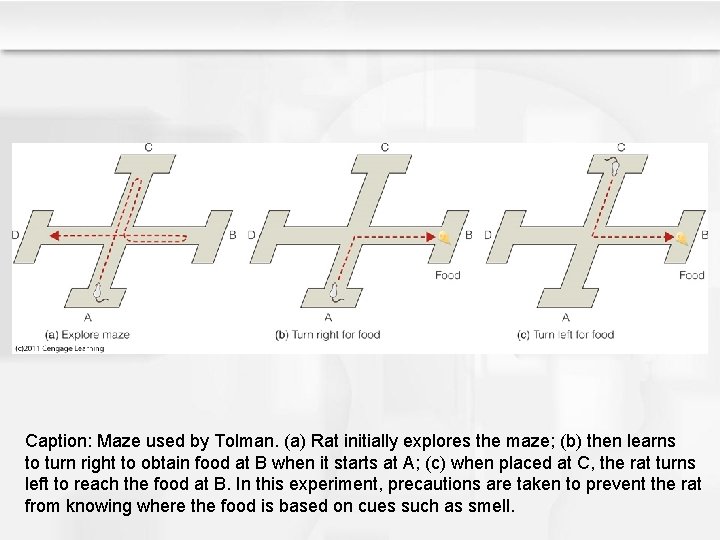 Caption: Maze used by Tolman. (a) Rat initially explores the maze; (b) then learns