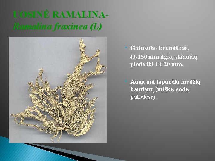 UOSINĖ RAMALINARamalina fraxinea (L) Gniužulas krūmiškas, 40 -150 mm ilgio, skiaučių plotis iki 10