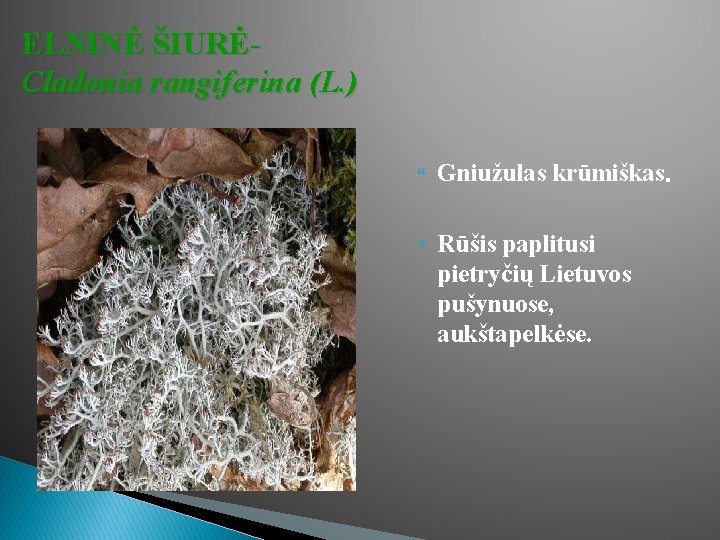 ELNINĖ ŠIURĖCladonia rangiferina (L. ) Gniužulas krūmiškas. Rūšis paplitusi pietryčių Lietuvos pušynuose, aukštapelkėse. 