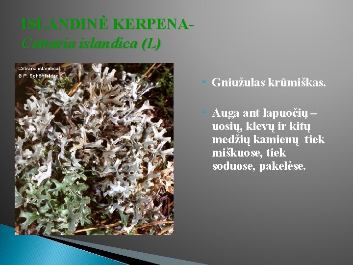 ISLANDINĖ KERPENACetraria islandica (L) Gniužulas krūmiškas. Auga ant lapuočių – uosių, klevų ir kitų