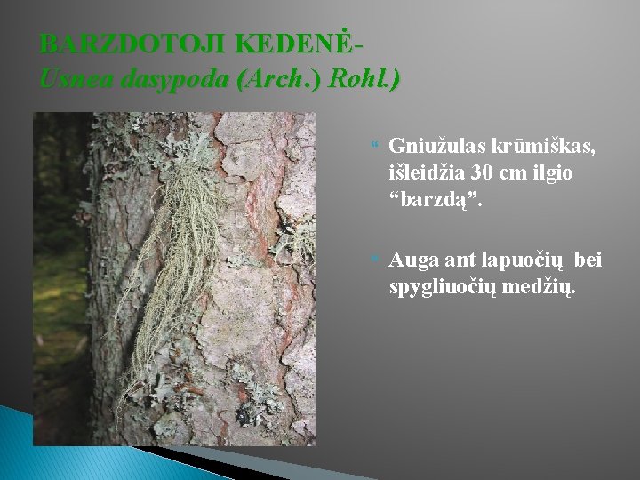 BARZDOTOJI KEDENĖUsnea dasypoda (Arch. ) Rohl. ) Gniužulas krūmiškas, išleidžia 30 cm ilgio “barzdą”.